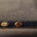 How do bed bugs spread in Broken Arrow OK |  Arrow Exterminators, Inc