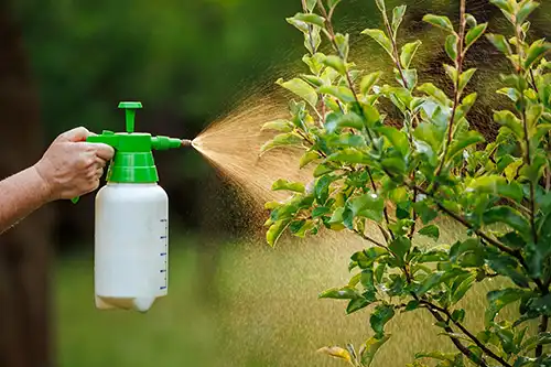 Person spraying plant with insecticide - Keep pests away from your lawn with Arrow Exterminators in OK