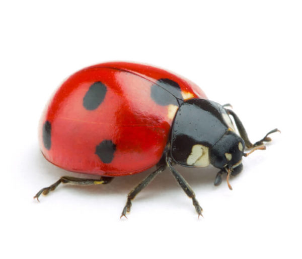 Ladybug identification in Broken Arrow OK |  Arrow Exterminators, Inc