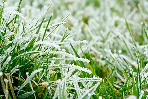 Blades of grass covered in frost - Keep pests away from your lawn with Arrow Exterminators in OK