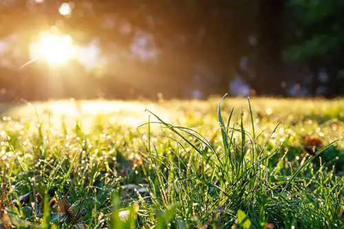 Sunlight on a lawn at sunset Keep pests away from your lawn with Arrow Exterminators in OK