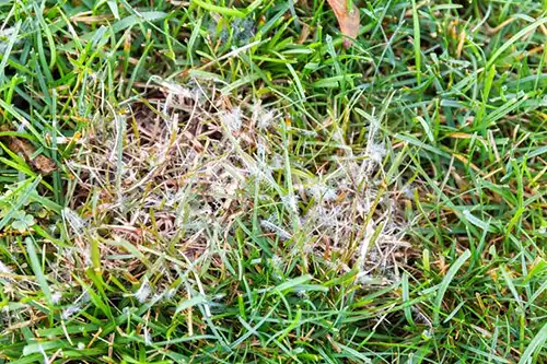 Close up photo of grass with fungus - Keep pests away from your lawn with Arrow Exterminators in OK