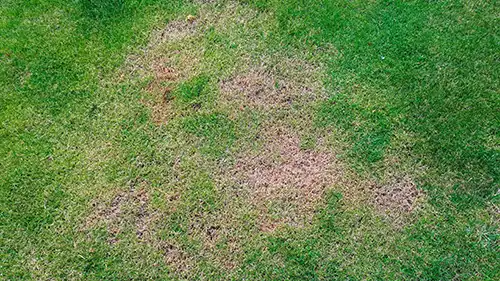 Aerial shot of a lawn with patches of dead grass - Keep pests away from your lawn with Arrow Exterminators in OK
