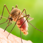 Mosquito prevention in Broken Arrow OK |  Arrow Exterminators, Inc