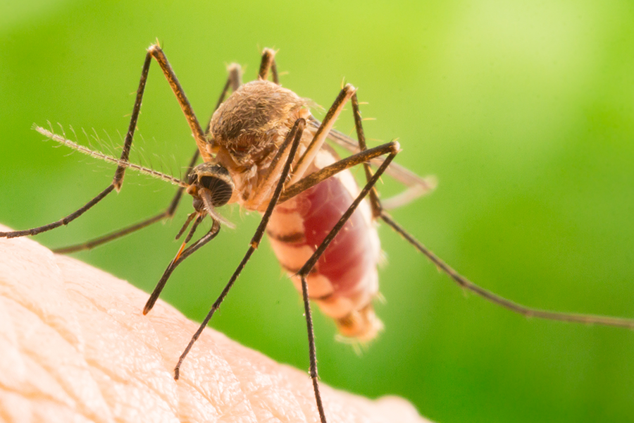 Mosquito prevention in Broken Arrow OK |  Arrow Exterminators, Inc