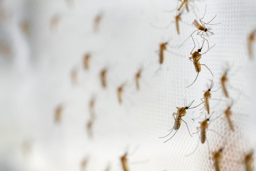 Where do mosquitoes breed in Broken Arrow OK |  Arrow Exterminators, Inc