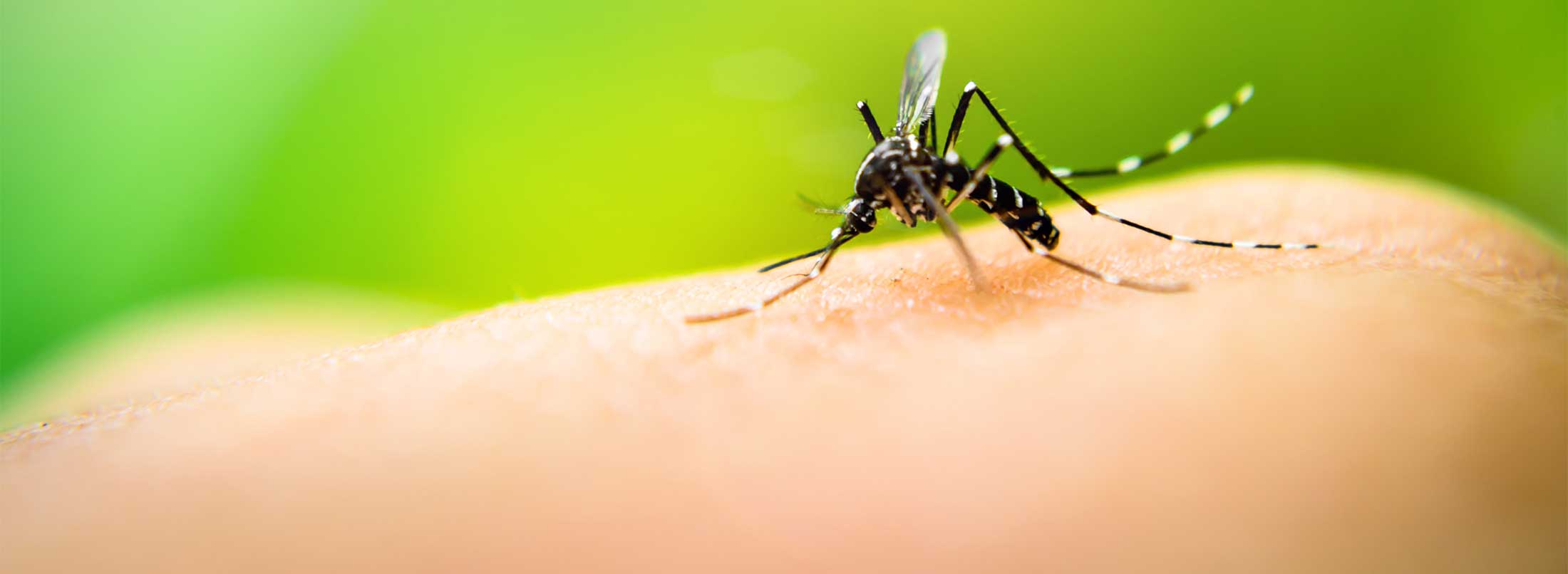 Mosquito Identification in Broken Arrow OK |  Arrow Exterminators, Inc