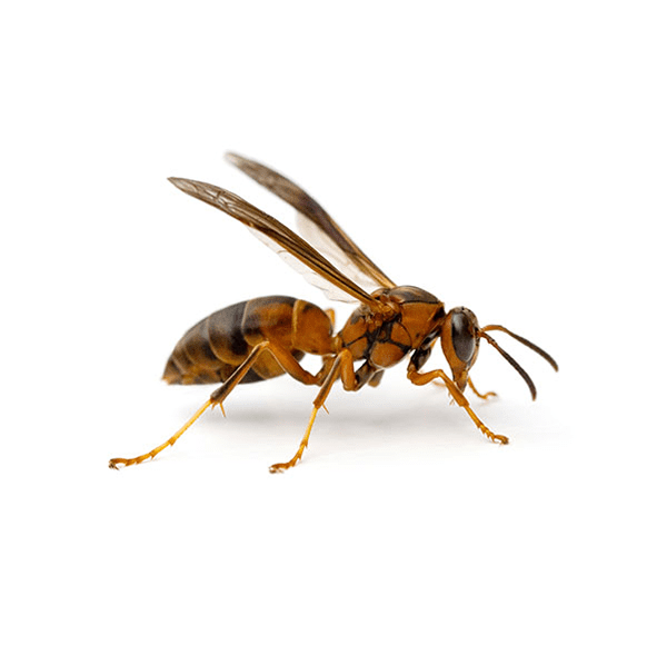 Wasps