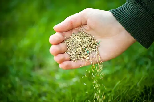 Photo of a person with a handful of seeds - Keep pests away from your lawn with Arrow Exterminators in OK