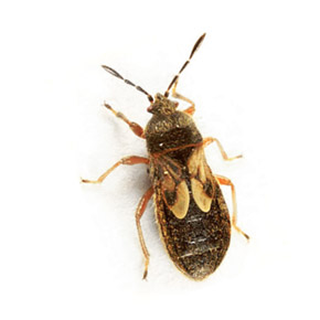 A close up of a cinch bug