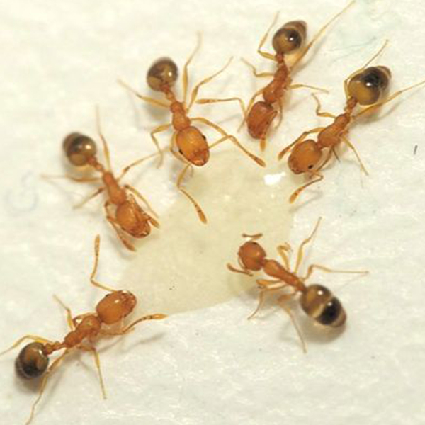 Pharaoh Ants