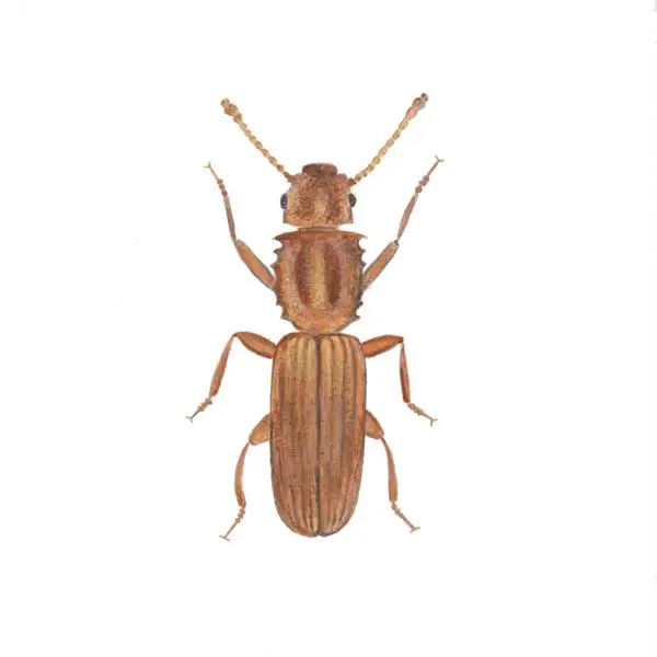 Grain Beetle