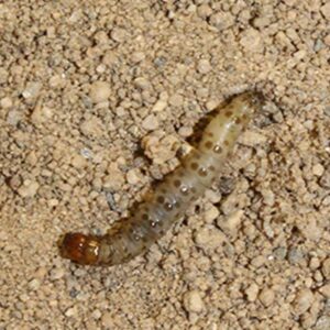 a close up of a sod webworm in the dirt