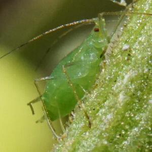 a close up of an alfalfa aphid climbing up a stalk