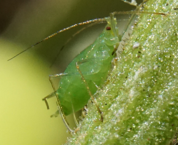 a close up of an alfalfa aphid climbing up a stalk