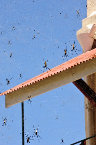 Spiders in Australia: Baby Spiders Are Raining Down