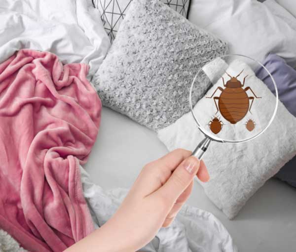 Bed bugs spotted in bedding in Broken Arrow OK |  Arrow Exterminators, Inc