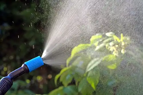 Plant being sprayed with insecticide - Keep pests away from your lawn with Arrow Exterminators in OK