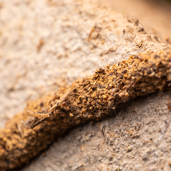 termite mud tube in Broken Arrow OK |  Arrow Exterminators, Inc