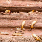 Termite Treatment in Broken Arrow OK |  Arrow Exterminators, Inc
