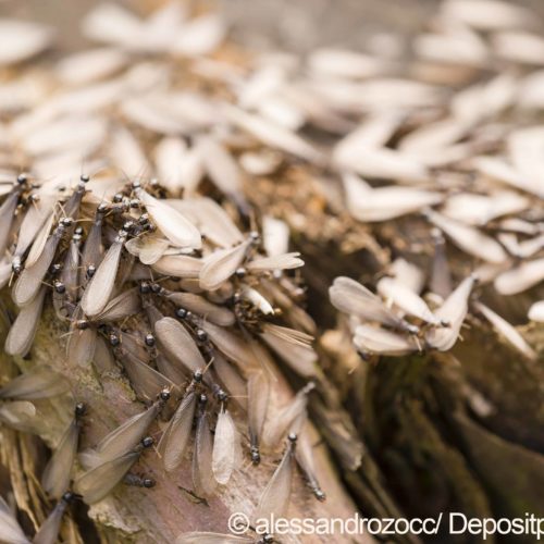 The Downside of DoItYourself Termite Control Arrow Exterminators