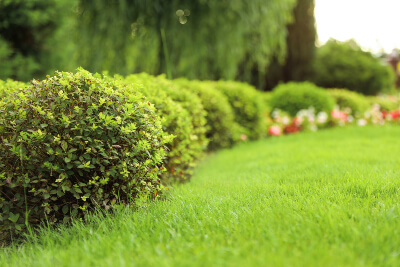 Shrubs lining a groomed lawn