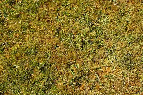 Aerial view of unhealthy grass - Keep pests away from your lawn with Arrow Exterminators in OK