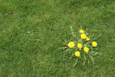 Weeds growing in a lawn