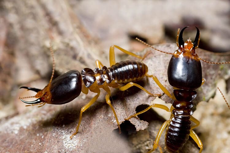 what termites are in Broken Arrow OK |  Arrow Exterminators, Inc